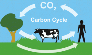 Respiration_Carbon_Cycle